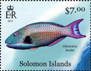 Colnect-2576-830-Bicolour-Parrotfish-Cetoscarus-bicolor.jpg