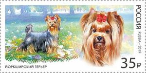 Colnect-5629-626-Yorkshire-Terrier-Canis-lupus-familiaris.jpg