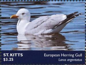 Colnect-6310-662-European-Herring-Gull-Larus-argentatus.jpg