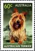 Colnect-1916-966-Australian-Terrier-Canis-lupus-familiaris.jpg