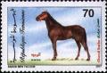 Colnect-557-348-Berber-Horse-Equus-ferus-caballus.jpg