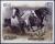 Colnect-2220-537-Arabian-Horses-Equus-ferus-caballus.jpg