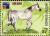 Colnect-491-735-Arabian-Horse-Equus-ferus-caballus.jpg