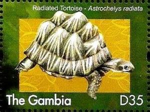 Colnect-3532-064-Radiated-Tortoise-Astrochelys-radiata.jpg