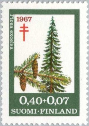 Colnect-159-490-Norway-Spruce-Picea-abies-excelsa.jpg