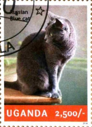 Colnect-4021-329-Russian-Blue-cat.jpg