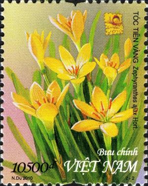 Colnect-1621-682-Yellow-Fairy-Lily-Zephyranthes-ajax.jpg