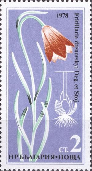 Colnect-4209-173-Fritillary-Fritillaria-drenovsky.jpg