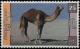 Colnect-5528-526-Dromedary-Camelus-dromedarius.jpg