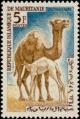 Colnect-872-004-Dromedary-Camelus-dromedarius.jpg