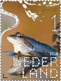 Colnect-4587-485-Moor-frog-Rana-arvalis.jpg