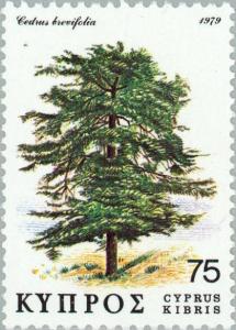 Colnect-174-286-Cedar-Cedrus-brevifolia.jpg