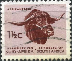 Afrikaner-Bull.jpg