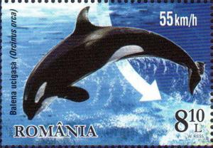Colnect-2490-059-Killer-Whale-Orcinus-orca.jpg