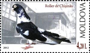 Colnect-5088-009-Chishinau-Roller-Columba-livia-forma-domestica.jpg