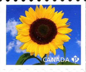 Colnect-770-891-Sunflower--quot-Sunbright-quot-.jpg