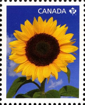 Colnect-770-894-Sunflower--quot-Sunbright-quot-.jpg