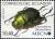 Colnect-1250-309-Shining-Leaf-Cafer-Beetle-Chrysophora-chrysochlora.jpg