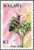 Colnect-3401-300-Banded-Blister-Beetle-Mylabris-amplectens.jpg