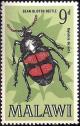 Colnect-2303-272-Bean-Blister-Beetle-Mylabris-dicincta.jpg