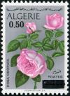 Colnect-2056-815-Rose-Rosa-odorata---surcharged.jpg