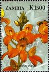 Colnect-2657-587-Disa-uniflora-orange.jpg