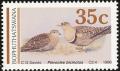 Colnect-2791-676-Double-banded-Sandgrouse-Pterocles-bicinctus.jpg