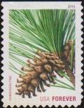 Colnect-3225-592-Ponderosa-Pine-Pinus-ponderosa.jpg