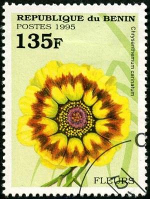 Colnect-2571-400-Chrysanthemum-carinatun.jpg