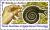 Colnect-5154-313-Land-Snail-Notodiscus-hookeri-on-Hand-and-enlarged.jpg