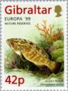 Colnect-120-948-Europa---99-Nature-reserves-Dusky-Perch-Epinephelus-guaza.jpg
