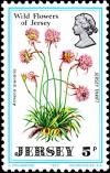 Colnect-5949-297-Wild-Flowers-of-Jersey--Jersey-thrift-Armeria-arenaria.jpg