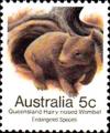 Colnect-843-454-Northern-Hairy-nosed-Wombat-Lasiorhinus-krefftii.jpg