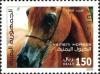 Colnect-961-041-Yemen-Horse-Equus-ferus-caballus.jpg