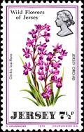 Colnect-5949-298-Wild-Flowers-of-Jersey--Jersey-orchid-Orchis-laxiflora.jpg