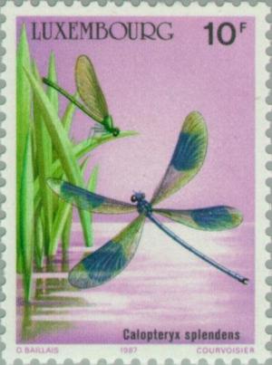 Colnect-134-667-Banded-Demoiselle-Calopteryx-splendens.jpg