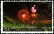 Colnect-5326-268-Chinese-New-Year-Fireworks.jpg