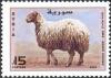 Colnect-1428-672-Awassi-Sheep-Ovis-ammon-aries.jpg
