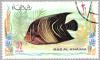 Colnect-2423-516-Koran-Angelfish-Pomacanthus-semicirculatus.jpg