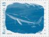 Colnect-2951-891-Blue-Shark-Prionace-glauca.jpg