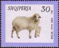 Colnect-723-175-Domestic-Sheep-Ovis-gmelini-aries.jpg