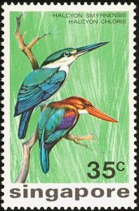 Colnect-1623-938-White-breasted-Kingfisher-Halcyon-smyrnensis-Collared-Kin.jpg