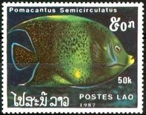 Colnect-1990-619-Koran-Angelfish-Pomacantus-semicirculatus.jpg