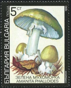 Colnect-2115-505-Poisonous-mushrooms---Amanita-phalloides.jpg