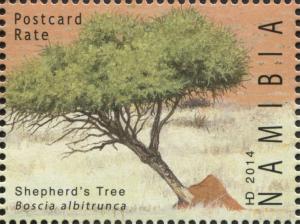 Colnect-3065-097-Shepherd--s-Tree.jpg