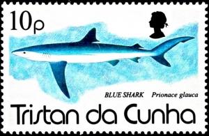 Colnect-3649-605-Blue-Shark-Prionace-glauca.jpg