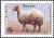 Colnect-1428-672-Awassi-Sheep-Ovis-ammon-aries.jpg