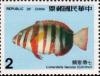 Colnect-2767-781-Harlequin-Tuskfish-Lienardella-fasciata.jpg