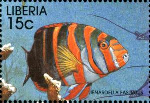 Colnect-3977-585-Harlequin-Tuskfish-Lienardella-fasciatus.jpg