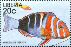 Colnect-3977-600-Harlequin-Tuskfish-Lienardella-fasciatus.jpg